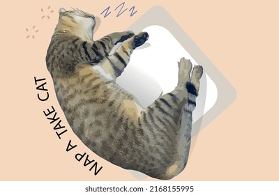 Cute cat take a nap