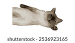 Cute cat watercolor isolated on white background. Kitty sleep and lying down drawing vector illustration