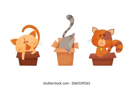 Cute cats in boxes set. Adorable funny pet animals sitting, sleeping and playing in cardboard box cartoon vector illustration