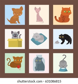 Cute cats cards character different pose funny animal domestic kitten vector illustration.