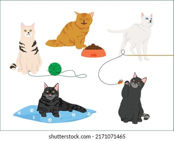 Cute cats, cat playing, ball, pillow, cat toys, cat eating, food bowl.