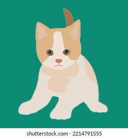 Vector de color de gatos cúrcutos. Colección de diseño de personajes de gatos o gatitos. Conjunto de animales de compañía purrí aislados en segundo plano.