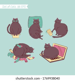 Cute cats in different situation