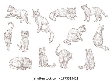 Cute cats and funny kittens hand drawn vector illustration set. Vintage sketch of little cat pets in different positions in engraved style. Pet and animal concept