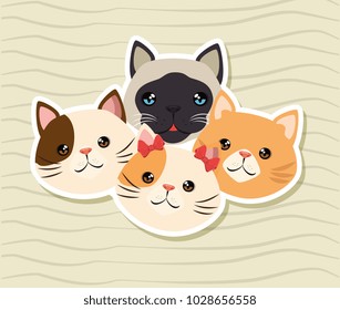 cute cats pets friendly