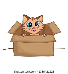 Cute cats play in the paper box isolated on white background.