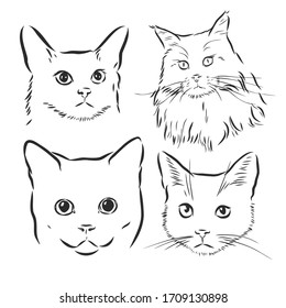 Gatos cortos. Ilustración vectorial en blanco y negro, retrato de un gato, ilustración del dibujo vectorial de la cabeza del gato