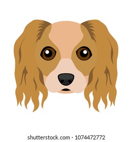 Cute cavalier king charles spaniel dog avatar