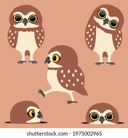 cute Cave Owl Is walking
