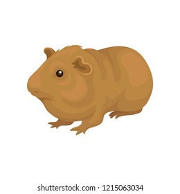 Cute cavy small rodent animal vector Illustration on a white background