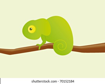 Cute chameleon on the branch