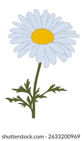Cute Chamomile Daisy Flower - Summer Wildflower. Botanical Element