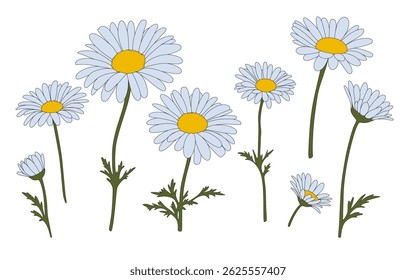 Cute Chamomile Daisy Flowers - Spring Botanical Vector Wildflowers