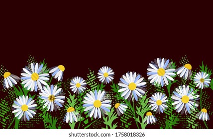 Las flores de camomila suave vista panorámica sobre un fondo negro. Símbolo de primavera, vida. Para uso en sitio web, banner, afiche, escuela, niños. Ilustración del vector