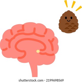 Cute character of pineal body