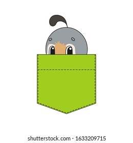 Cute character in shirt pocket. Quail bird. Colorful vector illustration. Cartoon style. Isolated on white background. Design element. Template for your shirts, stickers.
