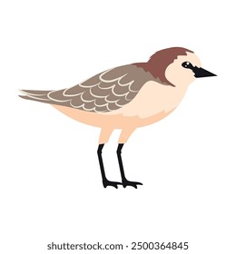 cute charadrius alexandrinus cartoon isolated
