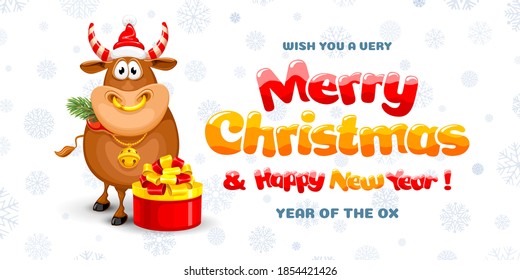Cute cheerful cartoon ox, with festive christmas decorations, symbol new 2021 year by eastern calendar, with gift box, spruce branch and text Merry Christmas and Happy New Year. Comic style. Vector.