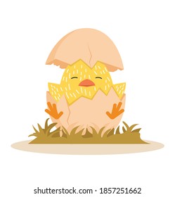 Cute chick in egg Cartoon vector 