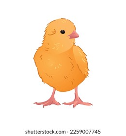 Cute chick isolated on white