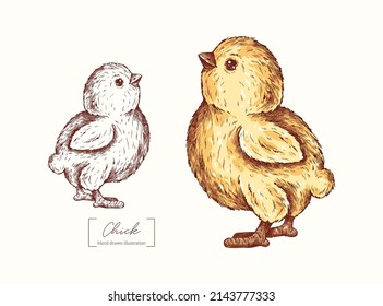 Cute Chick vector graphic illustration isolated on white background. Chick in engraving style. Vintage vector hand drawn for design, packaging