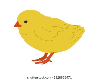 Cute chick vector. Hand drawn small chicken in colored doodle style. Flat illustration of standing beautiful chick isolated on white background. Vector illustration