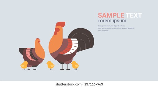 cute chicken family cartoon hen cock and chick domestic birds animals poultry farm concept flat horizontal copy space