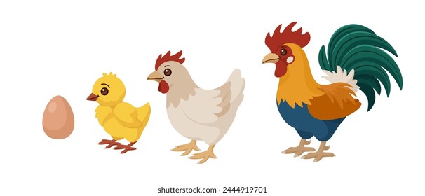 Cute chicken family - egg, chick, hen and rooster. The process of growing a chicken. Vector cartoon illustration.