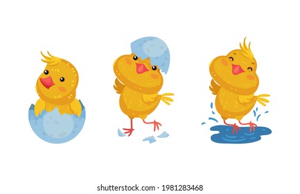 Cute Chicken Hatching from Egg and Jumping in Puddle Vector Set