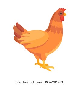 Cute chicken is standing on white background. Concept of hen hatches eggs on white background. Flat cartoon vector illustration isolated on white background