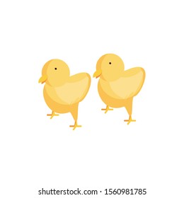 cute chickens on white background vector illustration design