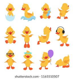 Cute chicks. Cartoon yellow ducks. Baby duck vector set. Bird animal, baby duck illustration