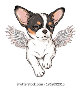 Cute chihuahua dog with angel wings. Vector illustration in hand-drawn style. Stylish image for printing on any surface