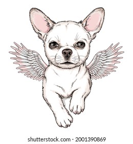 Cute chihuahua dog with angel wings. Vector illustration in hand-drawn style. Stylish image for printing on any surface