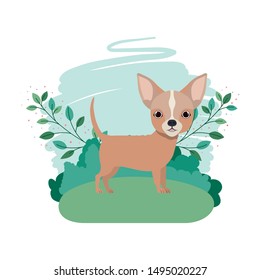 cute chihuahua dog with background landscape