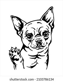 Cute chihuahua dog black contour portrait. Dog head in front view vector illustration isolated on white. For decor, embroidery, design, print, poster, postcard, sticker, t-shirt, cricut, tattoo