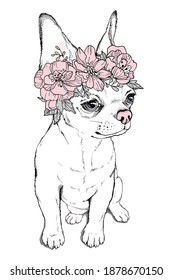 Cute chihuahua dog in flower wreath. Spring compositions for printing on any surface