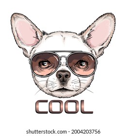 Cute chihuahua dog portrait. Dog in sunglasses. Vector illustration. Stylish image for printing on any surface	