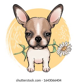 Cute chihuahua with flower. Drawn little dog