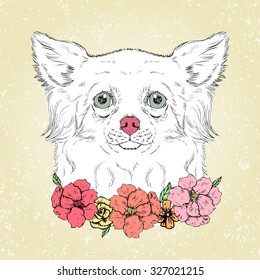 Cute chihuahua . Hand drawn sketch, vector illustration with dog.