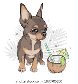 Cute chihuahua puppy with cocktail in coconut. Summer composition. Stylish image for printing on any surface