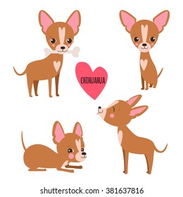 Cute chihuahua set in different poses. Funny chihuahua vector illustration. Portrait of a dog for decoration and design