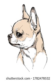 Cute chihuahua sketch. Vector illustration