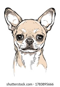 Cute Chihuahua Sketch. Vector Illustration