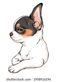 Cute chihuahua sketch. Vector illustration in hand-drawn style