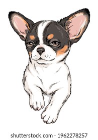 Cute chihuahua sketch. Vector illustration in hand-drawn style