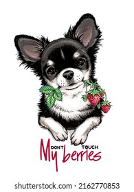 Cute chihuahua with a sprig of strawberries. Don't touch my berries illustration. Stylish image for printing on any surface
