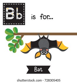 Cute children ABC alphabet B letter tracing flashcard of Bat roosting branch for kids learning English vocabulary in Happy Halloween Day theme. Vector illustration.