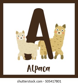 Cute children ABC animal alphabet A letter flashcard of Alpaca for kids learning English vocabulary.   