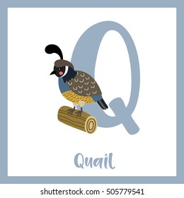 Cute children ABC animal alphabet Q letter flashcard of Quail bird perching on wood log for kids learning English vocabulary.   